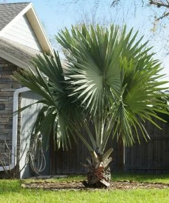 Fast Growing Trees Bismarck Palm Tree Palm Trees