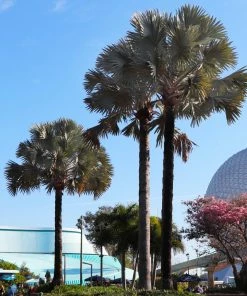 Fast Growing Trees Bismarck Palm Tree Palm Trees