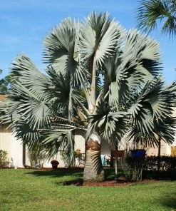 Fast Growing Trees Bismarck Palm Tree Palm Trees