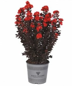 Fast Growing Trees Crape Myrtles Black Diamond® Radiant Red Crape Myrtle
