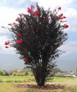 Fast Growing Trees Crape Myrtles Black Diamond® Radiant Red Crape Myrtle