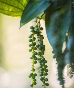 Fast Growing Trees Black Pepper Plant
