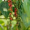 Fast Growing Trees Black Pepper Plant