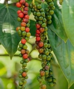 Fast Growing Trees Black Pepper Plant