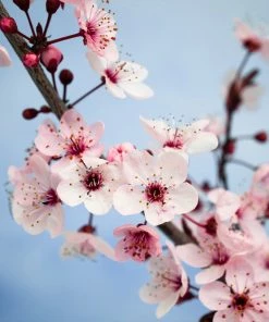 Fast Growing Trees Black Ice Plum Tree