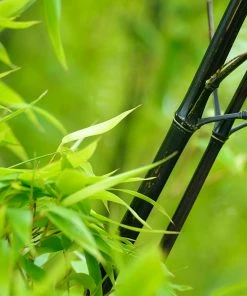 Fast Growing Trees Bamboo Trees Black Bamboo