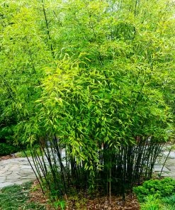 Fast Growing Trees Bamboo Trees Black Bamboo