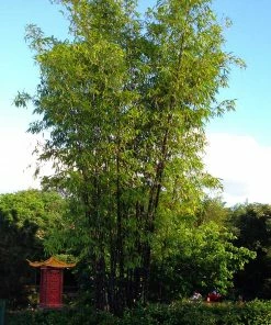 Fast Growing Trees Bamboo Trees Black Bamboo