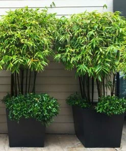 Fast Growing Trees Bamboo Trees Black Bamboo