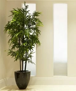 Fast Growing Trees Bamboo Trees Black Bamboo