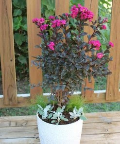 Fast Growing Trees Black Diamond® Crape Myrtle - Mystic Magenta™ Crape Myrtles