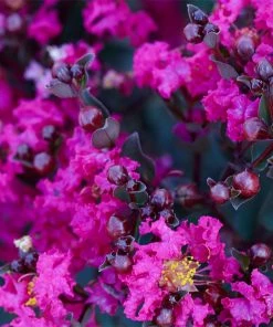 Fast Growing Trees Black Diamond® Crape Myrtle - Mystic Magenta™ Crape Myrtles