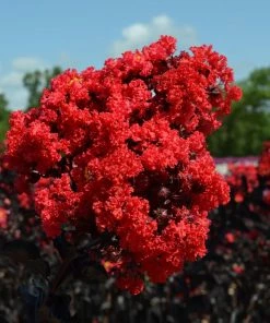 Fast Growing Trees Black Diamond® Crape Myrtle - Best Red™ 9 Fast Growing Trees Black Diamond® Crape Myrtle - Best Red™