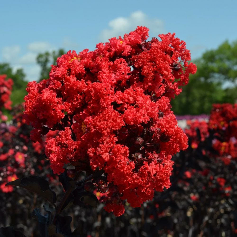 Fast Growing Trees Black Diamond® Crape Myrtle - Best Red™ 5 Fast Growing Trees Black Diamond® Crape Myrtle - Best Red™