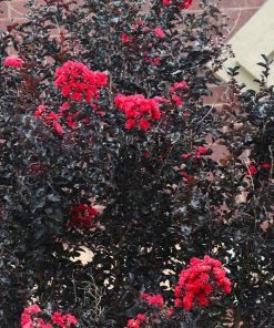 Fast Growing Trees Black Diamond® Crape Myrtle - Best Red™ 11 Fast Growing Trees Black Diamond® Crape Myrtle - Best Red™