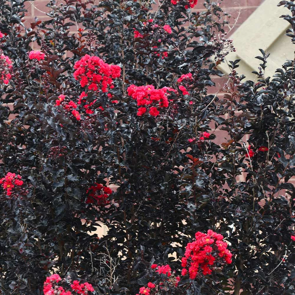 Fast Growing Trees Black Diamond® Crape Myrtle - Best Red™ 7 Fast Growing Trees Black Diamond® Crape Myrtle - Best Red™