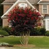 Fast Growing Trees Black Diamond® Crape Myrtle - Best Red™