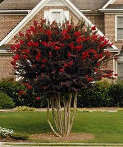 Fast Growing Trees Black Diamond® Crape Myrtle - Best Red™