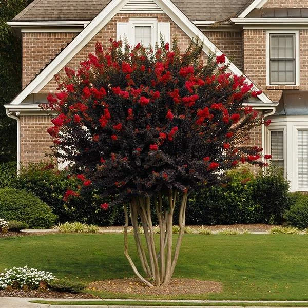 Fast Growing Trees Black Diamond® Crape Myrtle - Best Red™ 3 Fast Growing Trees Black Diamond® Crape Myrtle - Best Red™