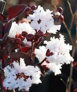 Fast Growing Trees Black Diamond® Crape Myrtle - Pure White™ Crape Myrtles 9 Fast Growing Trees Black Diamond® Crape Myrtle - Pure White™ Crape Myrtles