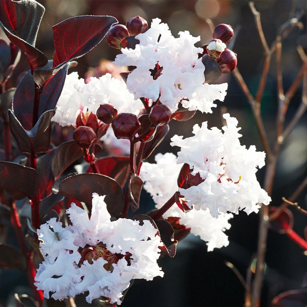Fast Growing Trees Black Diamond® Crape Myrtle - Pure White™ Crape Myrtles 5 Fast Growing Trees Black Diamond® Crape Myrtle - Pure White™ Crape Myrtles