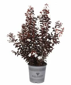 Fast Growing Trees Black Diamond® Crape Myrtle - Pure White™ Crape Myrtles 10 Fast Growing Trees Black Diamond® Crape Myrtle - Pure White™ Crape Myrtles