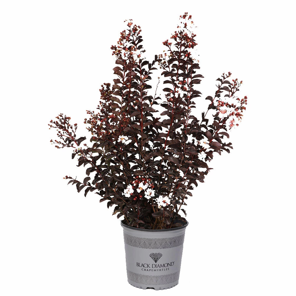 Fast Growing Trees Black Diamond® Crape Myrtle - Pure White™ Crape Myrtles 6 Fast Growing Trees Black Diamond® Crape Myrtle - Pure White™ Crape Myrtles