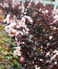 Fast Growing Trees Black Diamond® Crape Myrtle - Pure White™ Crape Myrtles 11 Fast Growing Trees Black Diamond® Crape Myrtle - Pure White™ Crape Myrtles