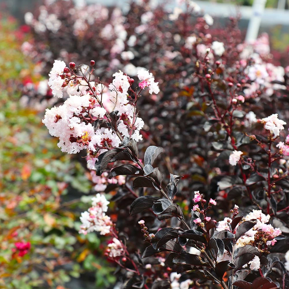 Fast Growing Trees Black Diamond® Crape Myrtle - Pure White™ Crape Myrtles 7 Fast Growing Trees Black Diamond® Crape Myrtle - Pure White™ Crape Myrtles