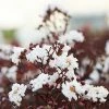 Fast Growing Trees Black Diamond® Crape Myrtle - Pure White™ Crape Myrtles 2 Fast Growing Trees Black Diamond® Crape Myrtle - Pure White™ Crape Myrtles