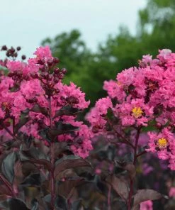 Fast Growing Trees Black Diamond® Shell Pink™ Crape Myrtle Shrub