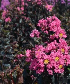 Fast Growing Trees Black Diamond® Shell Pink™ Crape Myrtle Shrub