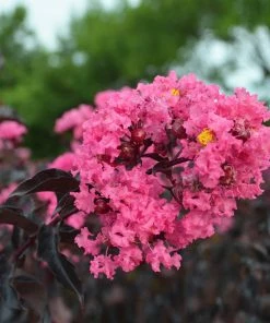 Fast Growing Trees Black Diamond® Shell Pink™ Crape Myrtle Shrub