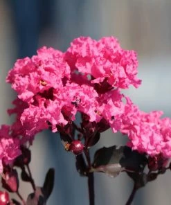 Fast Growing Trees Black Diamond® Shell Pink™ Crape Myrtle Shrub