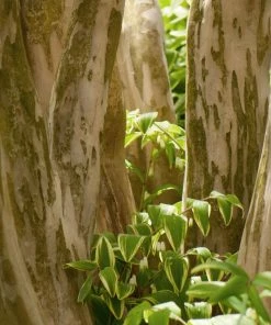 Fast Growing Trees Black Diamond® Shell Pink™ Crape Myrtle Shrub