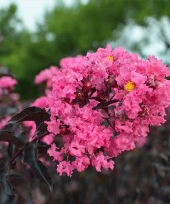 Fast Growing Trees Black Diamond® Shell Pink™ Crape Myrtle Shrub