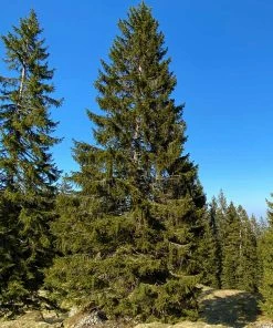 Fast Growing Trees Black Hills Spruce Tree Spruce Trees 9 Fast Growing Trees Black Hills Spruce Tree Spruce Trees