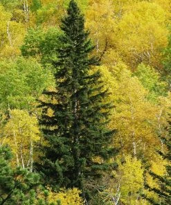 Fast Growing Trees Black Hills Spruce Tree Spruce Trees