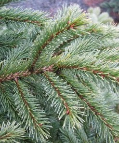 Fast Growing Trees Black Hills Spruce Tree Spruce Trees 10 Fast Growing Trees Black Hills Spruce Tree Spruce Trees