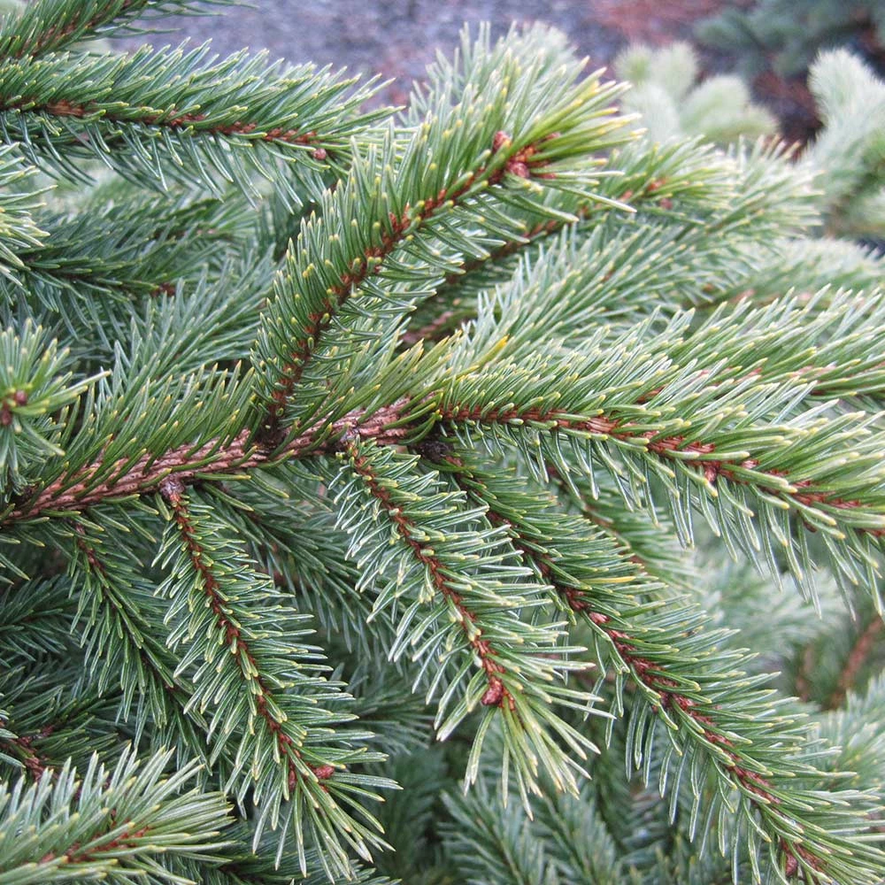 Fast Growing Trees Black Hills Spruce Tree Spruce Trees 6 Fast Growing Trees Black Hills Spruce Tree Spruce Trees