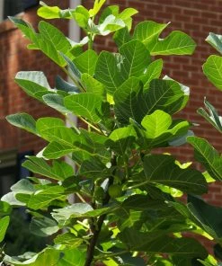 Fast Growing Trees Fig Trees Black Mission Fig