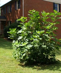 Fast Growing Trees Fig Trees Black Mission Fig