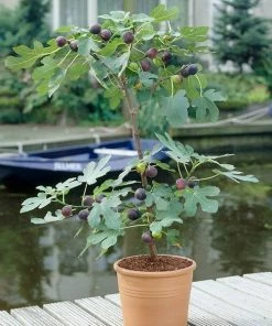 Fast Growing Trees Fig Trees Black Mission Fig