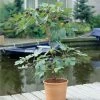 Fast Growing Trees Black Mission Fig Salt Tolerant Plants