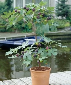 Fast Growing Trees Black Mission Fig Salt Tolerant Plants