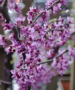 Fast Growing Trees Black Pearl™ Redbud Tree Redbud Trees