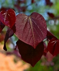 Fast Growing Trees Black Pearl™ Redbud Tree Redbud Trees