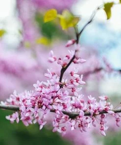 Fast Growing Trees Black Pearl™ Redbud Tree Redbud Trees