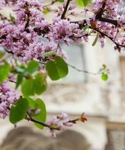 Fast Growing Trees Black Pearl™ Redbud Tree Redbud Trees