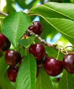 Fast Growing Trees Black Tartarian Cherry Tree